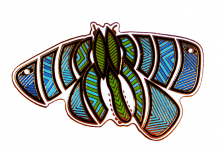 Bogong Moth